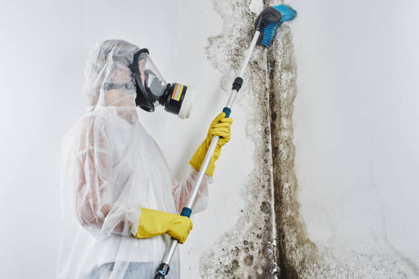 Best Post-Flood Mold Remediation in Stirling, NJ