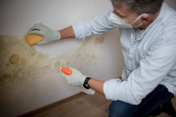 Best Post-Flood Mold Remediation in Stirling, NJ